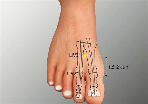 lv 2 acupuncture point|liver blood deficiency acupuncture points.